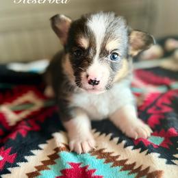 American Corgi Puppies from 5H Corgis