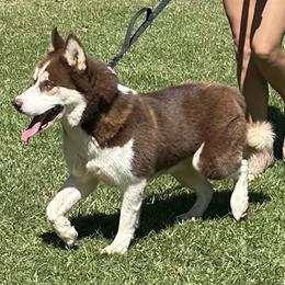 Gunnar - Siberian Husky