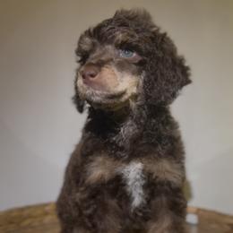 Maple - Brown female Poodle puppy in Grovetown, Georgia from PND Kennel