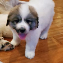 Great Pyrenees Puppies from Gulf Coast Pyrenees