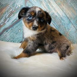 Little Bit - male Miniature Australian Shepherd puppy in Opelika, Alabama from Haden’s Mini Aussies