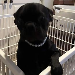 French Bulldog puppies from Az K9 Companions