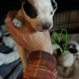 Green male - Blue mottled male Australian Cattle Dog puppy in Aiken, South Carolina from Rusty Blue Dog Farm