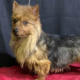 Lincoln - Australian Terrier