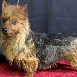 Lincoln - Australian Terrier