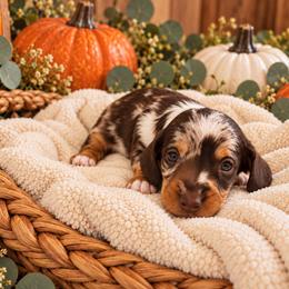 Robert- Reserved - Dapple male Dachshund puppy in Stoneville, North Carolina from Yadkin Valley Dachshunds