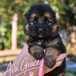 Ava Grace - Black and red female German Shepherd puppy in Canton, Texas from WILDWOOD GERMAN SHEPHERDS