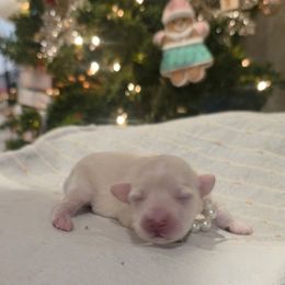 Red Collar Female - White female Miniature Schnauzer puppy in Sacramento, California from Hardcastle Family Schnauzer’s