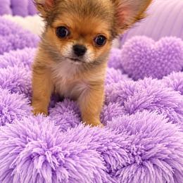 Tiny Kimi - Red and white female Chihuahua puppy in Mckinney, Texas from Sugar Cookie Chihuahuas