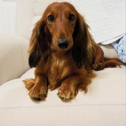 Wilma - Dachshund