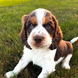Suade - Liver white and tan male English Springer Spaniel puppy in Derby, Vermont from Ledge N' Tree English Springer Spaniels