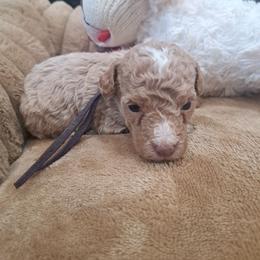 Violet, Purple Girl - Red female Bernedoodle puppy in Lafayette, Alabama from Williams Lake Doodles