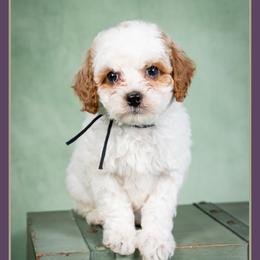 Bubba - Red and white male Cockapoo puppy in Connersville, Indiana from Deaz Doodle Ranch