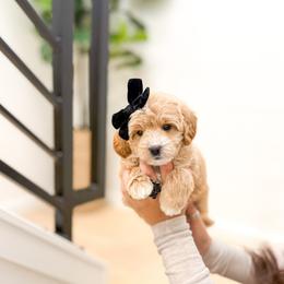 Buffy - Cream female Goldendoodle puppy in Salem, Utah from Karmadoodlee