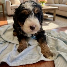 Finn - Tri-color male Bernedoodle puppy in Ormond Beach, Florida from Florida Coast Doodles