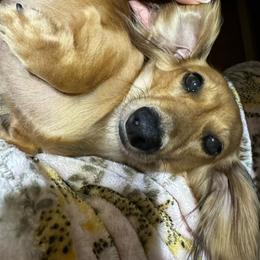 Briar - Dachshund