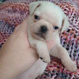 Zero - White male Pug puppy in East Bernstadt, Kentucky from Sundance Pugs