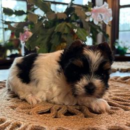 Molly - Parti female Yorkshire Terrier puppy in Lafayette, Georgia from Berggipfel Yorkies