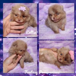 Lettie - Chocolate merle female Pomeranian puppy in Anna, Texas from Fantasy Pomeranians & Fantasy Aussies