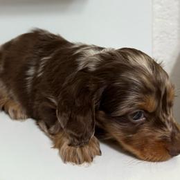 Dapple dark - Dapple female Dachshund puppy in Buckeye, Arizona from Ryder's Roundup