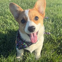 Ninny - Fawn female Pembroke Welsh Corgi puppy in Hillsboro, Ohio from Prairie and Pine Pembrokes