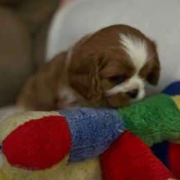 Princess - Blenheim female Cavalier King Charles Spaniel puppy in Orland, Indiana from Place's Cavalier puppies.