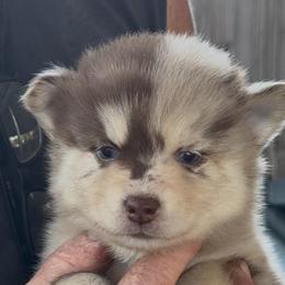 Chandler - Merle male Pomsky puppy in Spring Hill, Florida from PDQ Pomskies