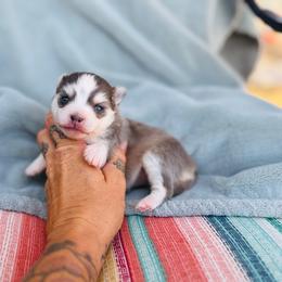 America - Blue female Pomsky puppy in Yavapai County, Arizona from Pawsh Pomskies