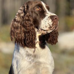 Birch - English Springer Spaniel