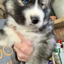 Siberian Husky Puppies from TRUHUSKY SIBERIANS