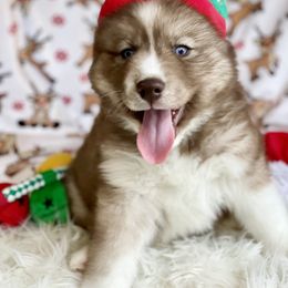 Siberian Husky Puppies from Freedom Run Acres