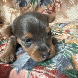 Silvia - Blue and gold female Yorkshire Terrier puppy in Pomona, California from Lunio's Yorkies