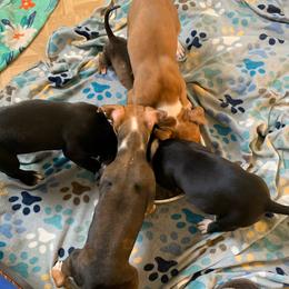 American Staffordshire Terriers from Noahz Amstaffs