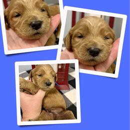 Mason - Apricot male Irish Doodle puppy in Bluefield, Virginia from Love on a Leash