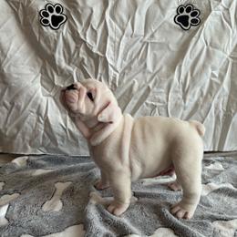 Sammy Boy - White male Bulldog puppy in Tremonton, Utah from Snuggle Pups