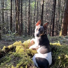 Rat Terrier All Grown Up from So Co Rat Terriers