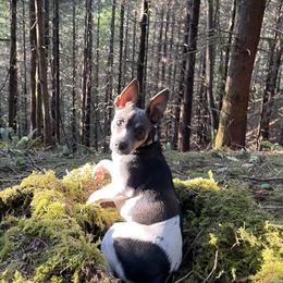 Rat Terrier All Grown Up from So Co Rat Terriers