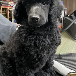 Red-RUBY - Black female Poodle puppy in Hamilton Square, New Jersey from Sweet Standards