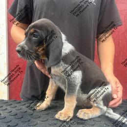Pepper - Blue ticked and tan female Bluetick Coonhound puppy in Mount Pleasant, Texas from Harmons Hounds