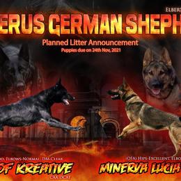 German Shepherd Puppies from Cerberus German Shepherds