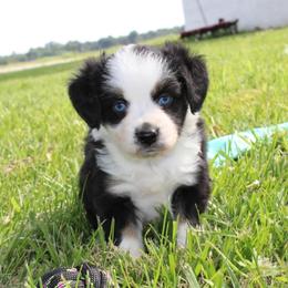 Queen - Black tri female Toy Australian Shepherd puppy in Springfield, Missouri from Long's lil Aussies