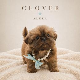 Clover - Liver female Shih Tzu puppy in Richmond, Texas from Aleka Shih Tzu