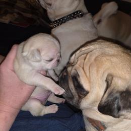 Sir Mix A Lot - White male Pug puppy in Spokane, Washington from Kapelac's Royal Pugs