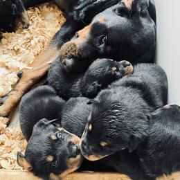 Rottweiler Puppies from Vom Arnold-Hause Rottweilers