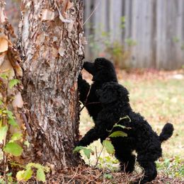 Poodle Puppies from Kalein Show Dogs