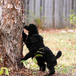 Poodle Puppies from Kalein Show Dogs