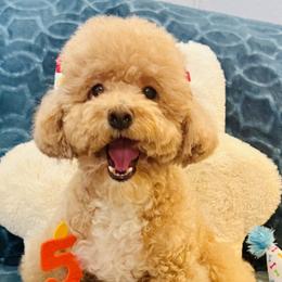 Zoey - Poodle