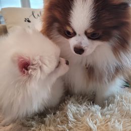 Pomeranian Puppies from Hemolele Poms