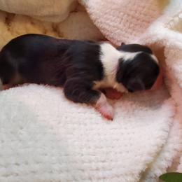 Miniature Australian Shepherd Puppies from Barnyard Mini Aussies