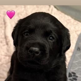 Miss Pink - Black female Labrador Retriever puppy in Clinton, Tennessee from Summer Rose